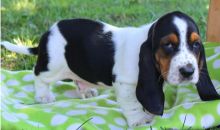 Basset Hound puppies Image eClassifieds4U