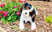 Cavalier King Charles puppies Image eClassifieds4u 2