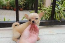 Chihuahua puppies Image eClassifieds4U