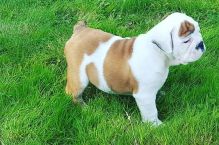 English Bulldog puppies from champion bloodline Image eClassifieds4u 2