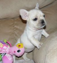 French Bulldog puppies Image eClassifieds4U