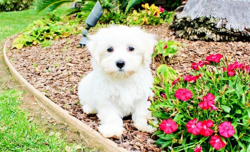 Maltipoo puppies. Image eClassifieds4u