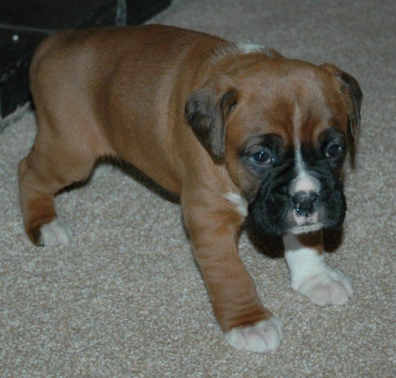 Pedigree Boxer Puppies text me using this number (254)3007865 Image eClassifieds4u