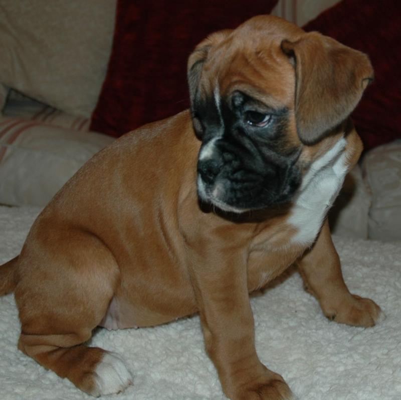 Pedigree Boxer Puppys text me using this number (254)3007865 Image eClassifieds4u