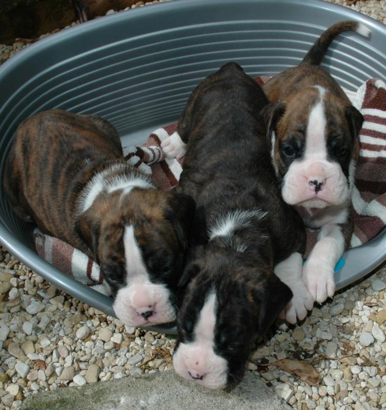 Red And White Boxer Experienced Stud text me using this number (254)3007865 Image eClassifieds4u