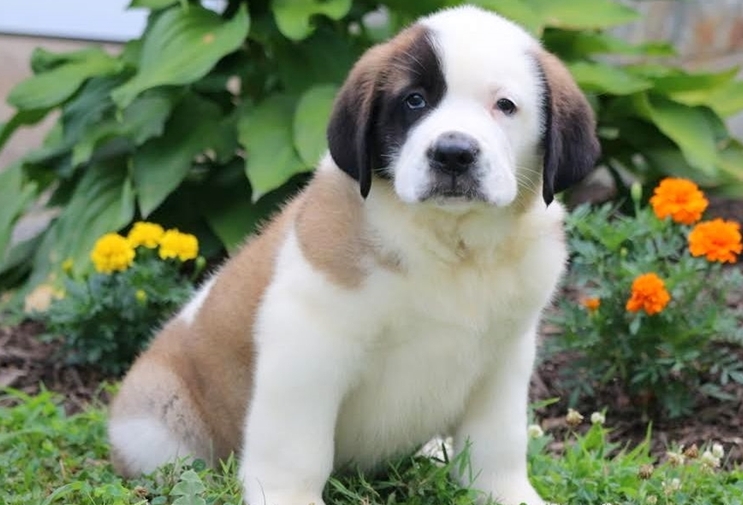 Saint Bernard puppies Image eClassifieds4u