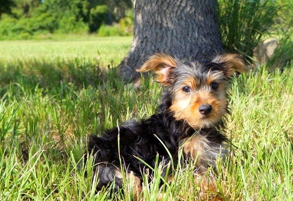 Yorkie Puppies with Sweet disposition. Image eClassifieds4u