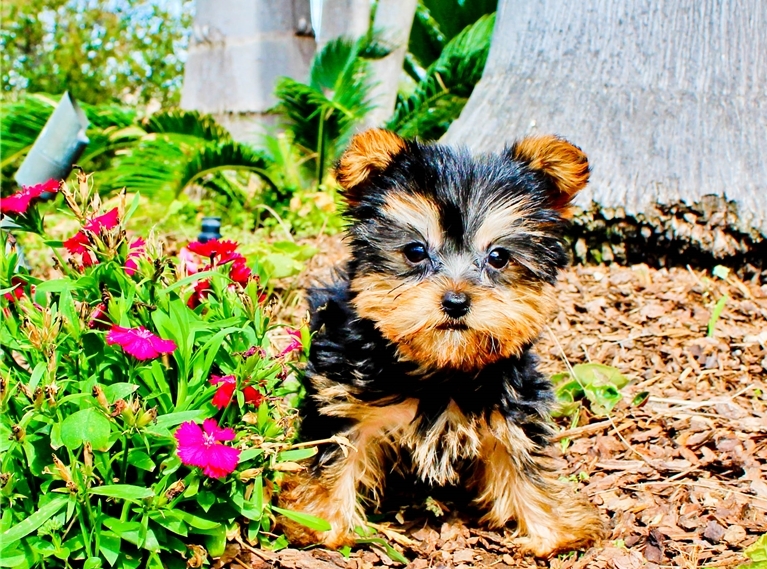 Yorkie Puppies with Sweet disposition. Image eClassifieds4u