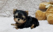 Excellent Teacup Yorkie Puppies For Adoption