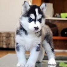 Well trained siberian husky