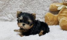 !!Buy Me!!Cute Yorkie Puppies for Adoption ! Image eClassifieds4U