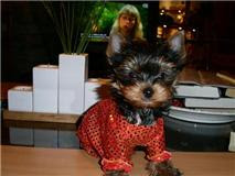 adorable yorkie pups for adoption Image eClassifieds4U