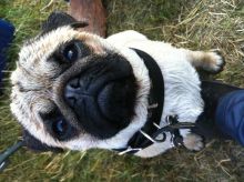 Pug Stud Image eClassifieds4U