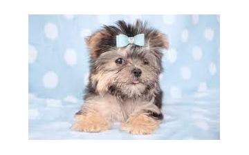 ***Re-home Potty Trained Yorkie Puppies*** Image eClassifieds4u