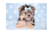 ***Re-home Potty Trained Yorkie Puppies***