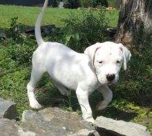 Gorgeous Male and female Dogo Argentino Puppies Ready and Available-Text on (204 -817-5731)