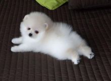 Healthy AKC Registered Teacup Pomeranian Available Text (857) 250-0066