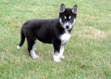 ghshgvvs Alaskan Malamute Puppies Ready Now-Text on (204 -817-5731) Image eClassifieds4U