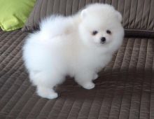 Healthy AKC Registered Teacup Pomeranian Available Text (857) 250-0066 Image eClassifieds4u 4