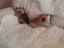 Healthy AKC Registered Teacup Pomeranian Available Text (857) 250-0066 Image eClassifieds4u 3