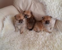 Healthy AKC Registered Teacup Pomeranian Available Text (857) 250-0066 Image eClassifieds4u 2