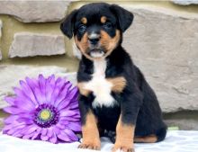 AKC quality Rottweiler Puppy for free adoption!!!