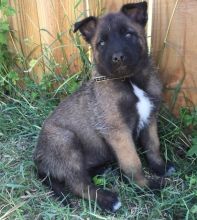 American Belgian Malinois Ready To Go