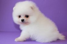 American pomeranian Puppies For Sale