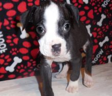 Boxer Puppy for Adoption