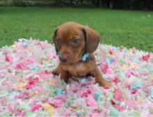 cute and adorable home trained Dachshund puppies