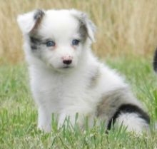 Cutest Border Collie Puppies For Adoption