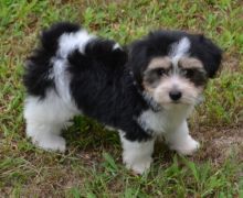 Exceptional and well potty trained Havanese Puppies For Good Homes-text on (204 -817-5731)