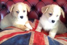 Male/Female Pembroke Welsh Corgi puppies for Re-homing