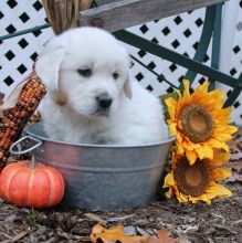 Golden Retriever Puppies!!! Ready To Go !!