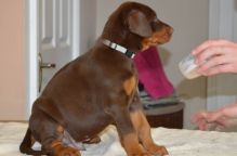 Japanese Dobermann Puppies