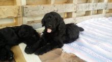Japanese Goldendoodle X Russian Mountain Dog Puppies