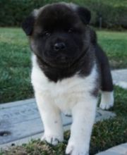 Pure Bred Full Pedigree AKITA Pups1 F/m Akita Pup, 1st Needle & Chip Done. Ready Now