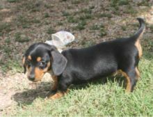 Male and female Dachshund puppies to rehome free