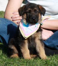 Potty Trained and Gorgeous German Shepherd- Male & Female Pups Ready For Sale-text on (204 -817-5731