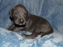 Seven Beautiful Great Dane- Shepherd Pups For Sale