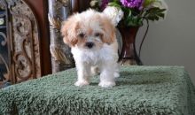 Super Perfect Cavachon Puppies Ready For Good Homes- Male & Female-Text me on ( 204 -817-5731 )