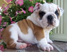 sweeet English Bulldog