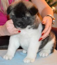 Tiny AKITA Puppies -