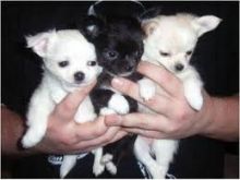 Two adorable 10 week old puppies Chihuahua -