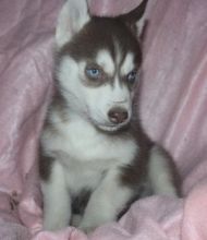 Two Beautiful Male and Female Huskies puppies