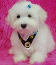 Two Healthy Maltese Puppies Available