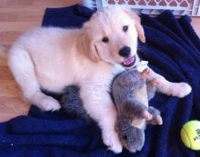 Two Labrador Puppies