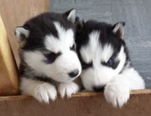 Two Siberian Husky Puppies Needs a New Family