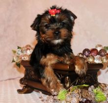 Yorkshire Terrier