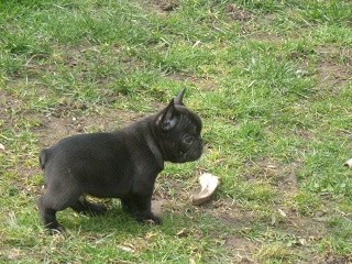 Adorable outstanding French Bulldog puppies Image eClassifieds4u